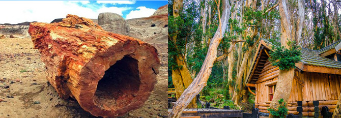 Petrified Forest José Ormaechea